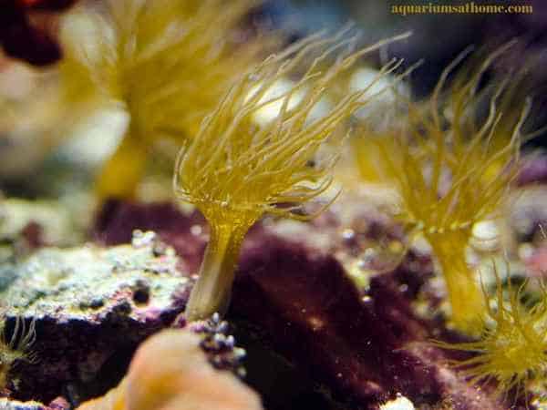 Brown anemone aiptasia