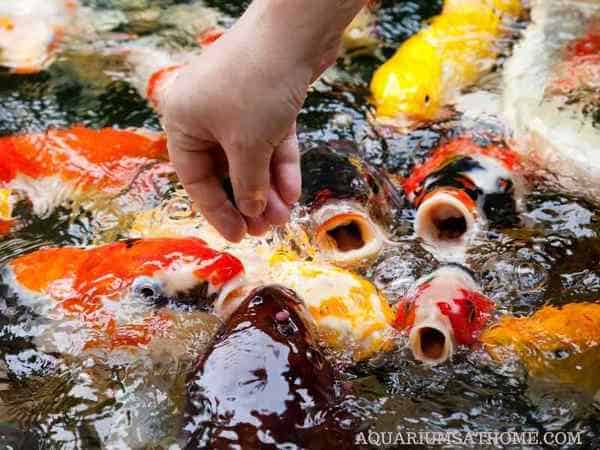 FEEDING KOI FISH