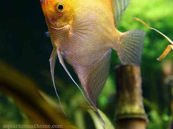 angelfish in tank that has lucky bamboo