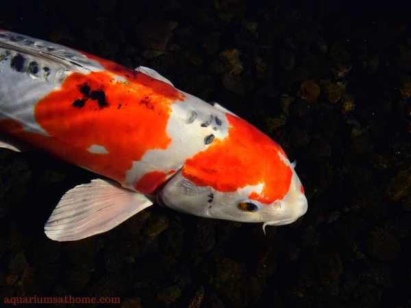 calico koi fish