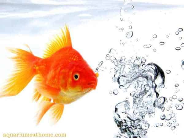 gold goldfish