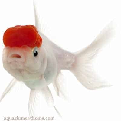 lionhead goldfish