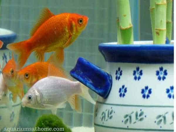 lucky bamboo in pot in aquarium