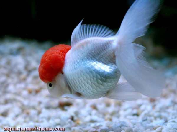 white and red goldfish