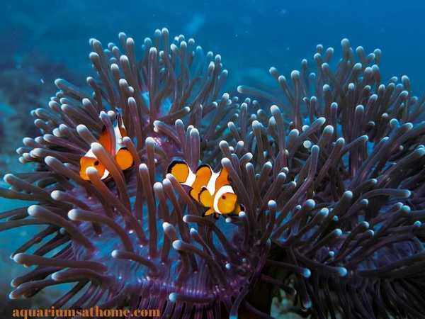 clownfish and host anemone