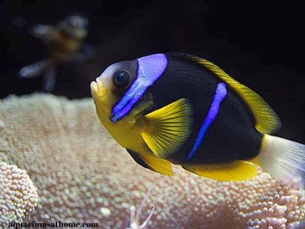 single clarkii clownfish