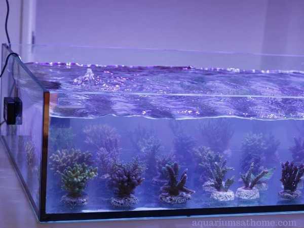 aquarium corals
