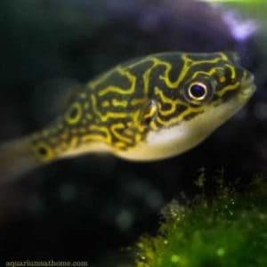 pea puffer