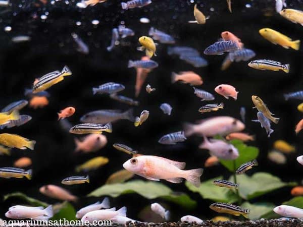 crowded fish tank