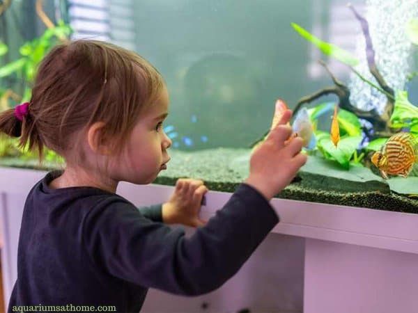 child looking at fish tank