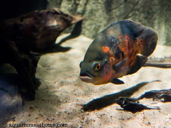 Alone oscar fish in an aquarium
