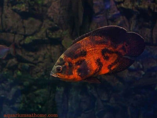 adult Oscar fish