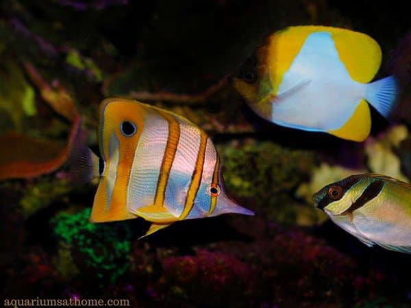 copperband butterflyfish in a reef tank