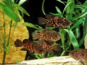 school of juvenile oscar fish