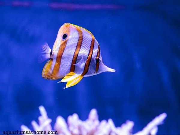 lone copperband butterflyfish