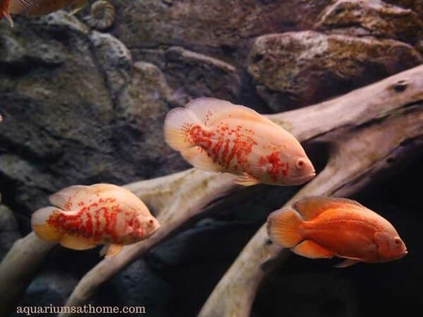 Three Oscar fish