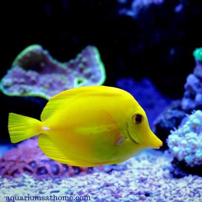 yellow tang in a reef tank
