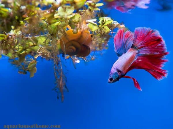 betta fish and mystery snail