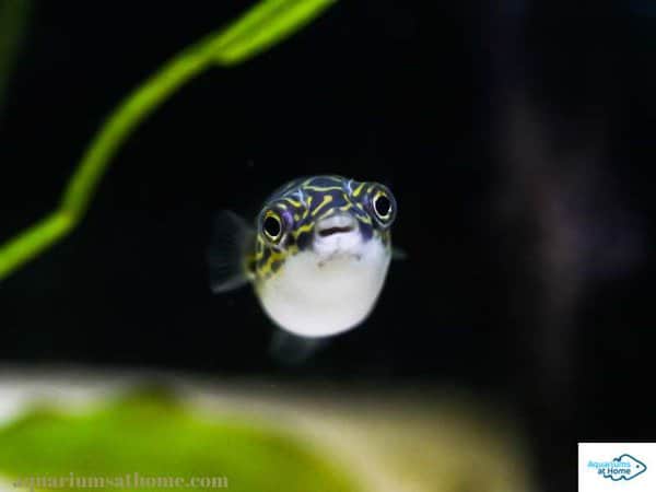 close-up of a pea puffer fish