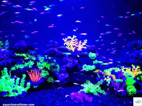 fish tank filled with glofish