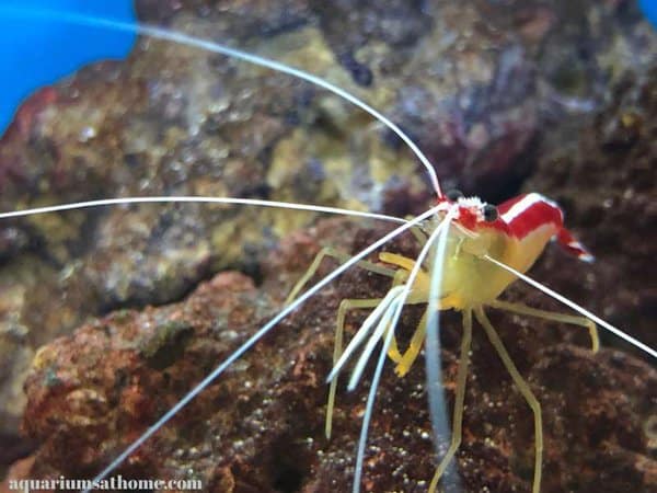 A lone cleaner shrimp in a marine tank