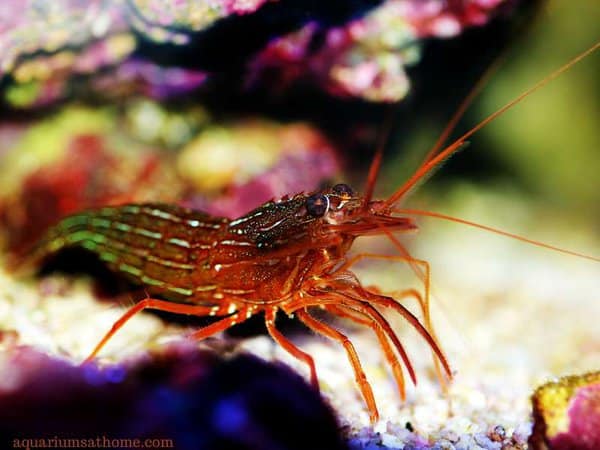 closeup of peppermint shrimp