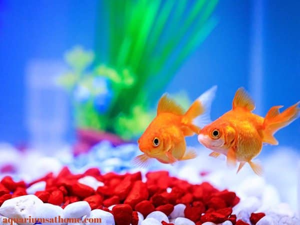 A couple of goldfish in fish tank