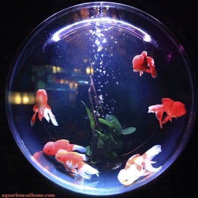 goldfish in a round aquarium