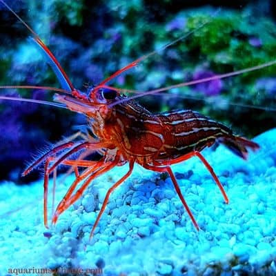 peppermint shrimp in marine tank