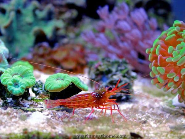 peppermint shrimp in a coral tank