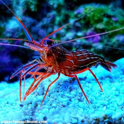 peppermint shrimp in marine tank