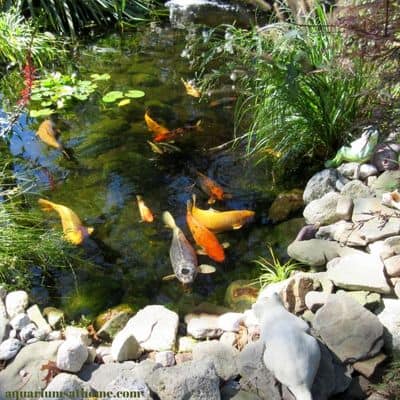 fish in a pond