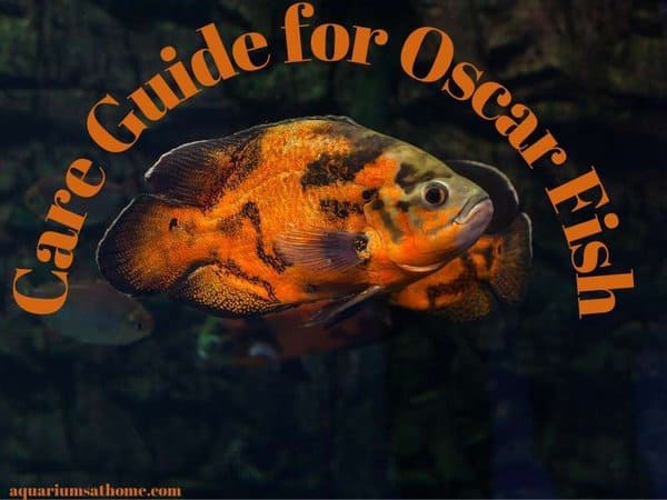 FEATURED IMAGE FOR OSCAR FISH CARE GUIDE
