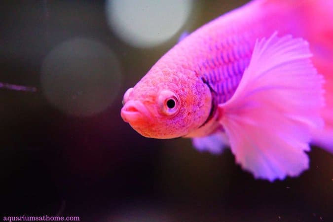 bright pink betta fish
