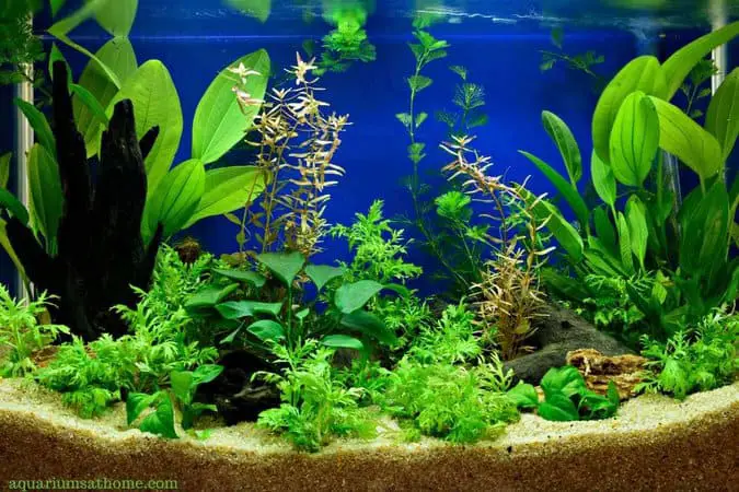 live planted fish tank