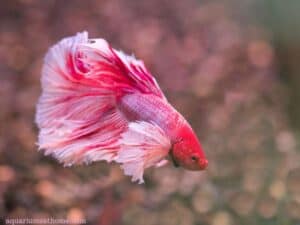 pink betta fish