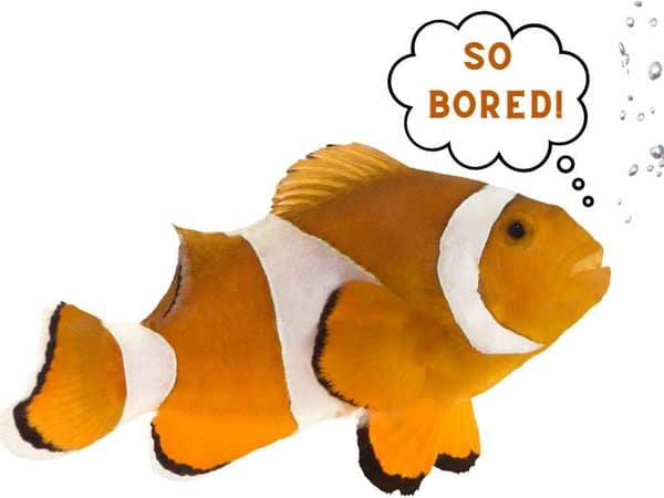 picture of a saltwater clownfish