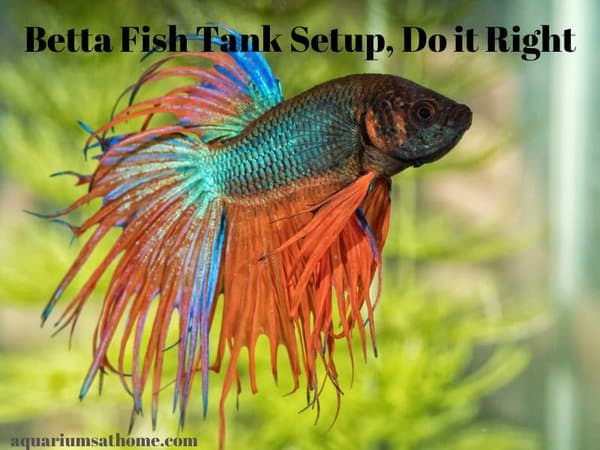 Betta fish tank setup