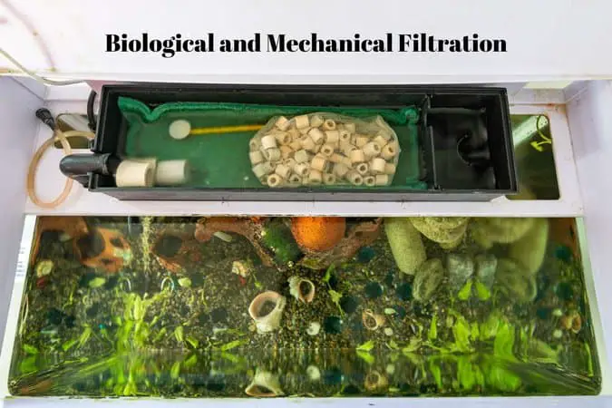 Biological and Mechanical Filtration