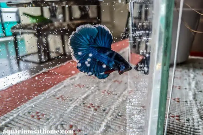 Blue betta fish in a new fish tank