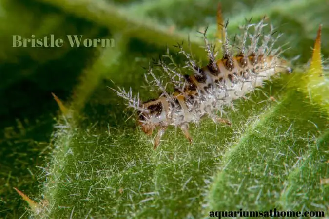 a bristle worm crawling on a green leaf.