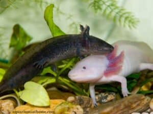 Two Axolotls