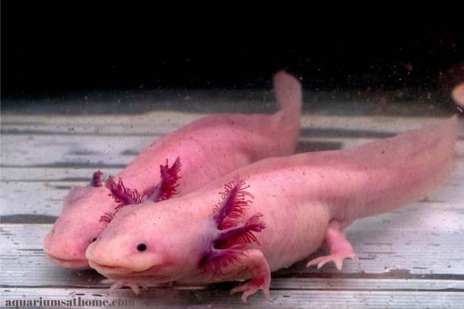 axolotl and its reflection in a fish tank