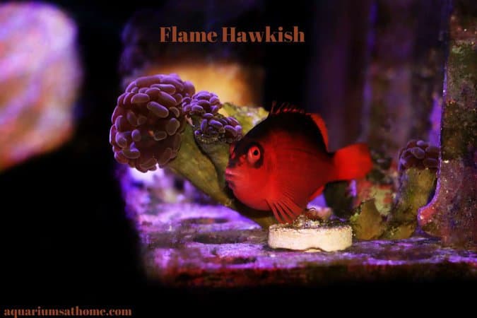 A flame hawkfish looking at the camera.