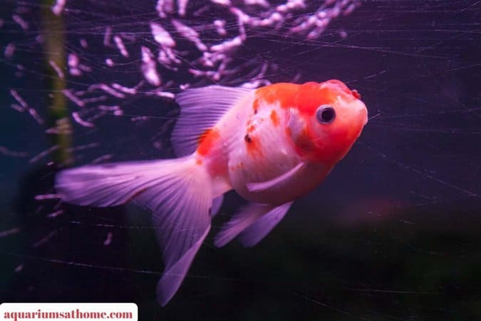 Lone Oranda Goldfish
