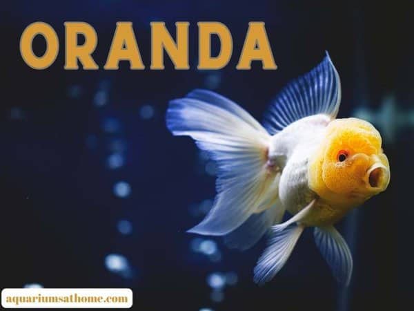 Oranda fish