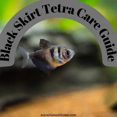 Black Skirt Tetra Care Guide