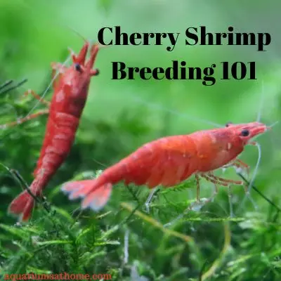 Cherry Shrimp Breeding