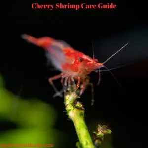 Cherry Shrimp Ultimate Care Guide