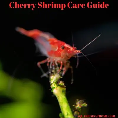 A cherry shrimp